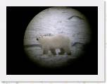 023 Polar bear 4 * Another picture through the spotting scope. * 2048 x 1536 * (404KB)